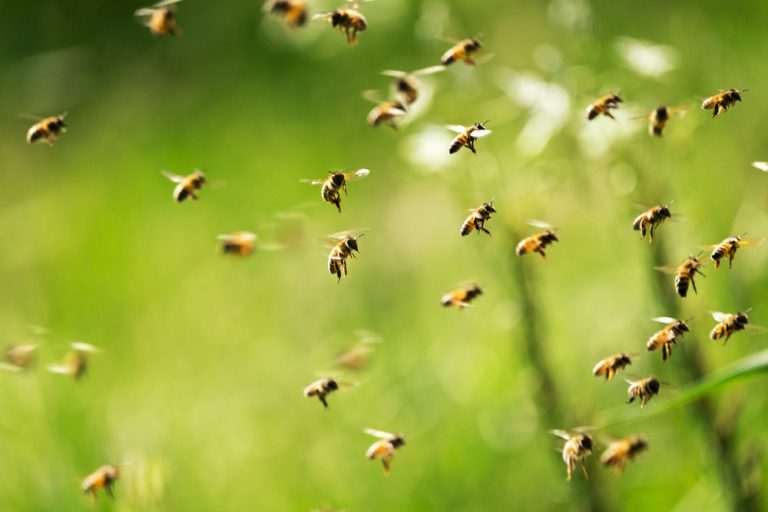 De straling van mobiele telefoons doodt bijen, aldus nieuwe studie