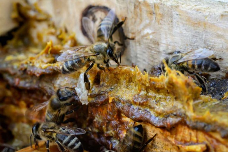 Propolis, een bijenproduct voor wondverzorging