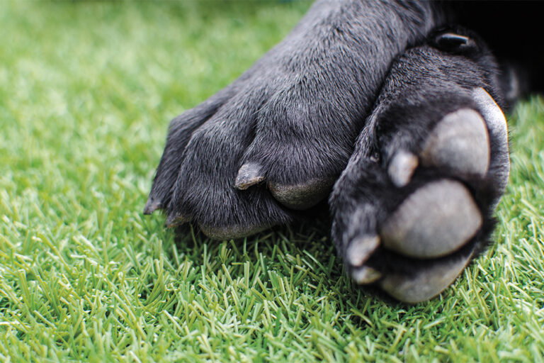 Blije huisdieren: tips voor gezonde voetkussentjes