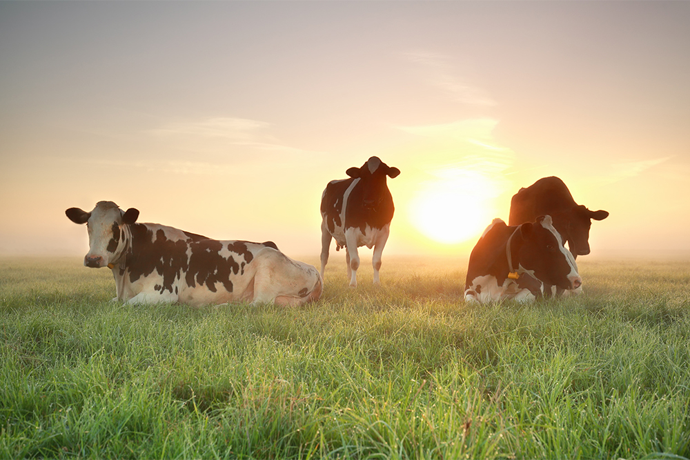 Gelukkigere koeien verslechteren klimaat?